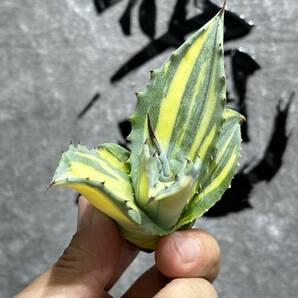 【龍園觀】①No.2138 特選 アガベ 多肉植物 フェロックス 黄中斑 縞斑 極上株 激レア！の画像8