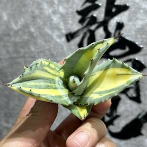 【龍園觀】①No.2138 特選 アガベ 多肉植物 フェロックス 黄中斑 縞斑 極上株 激レア！の画像2