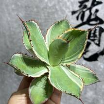 【龍園觀】①No.1155 特選 アガベ 多肉植物 ボビコルヌータ カウズホーン Agave bovicornuta 白覆輪 激レア！_画像7