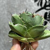 【龍園觀】① No.392 特選 アガベ 多肉植物 ジャガーノート 低厚葉 純血 'Juggernaut' pure blood 極上美株 激レア！_画像3