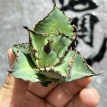 【龍園觀】①No.355 特選 アガベ 多肉植物 チタノタ 鯊魚劍 強棘 極上美株 激レア！ _画像5