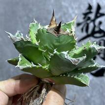 【龍園觀】① No.314 特選 アガベ 多肉植物 チタノタ　ホワイトファイヤー　白火焔 強棘 極上美株_画像4