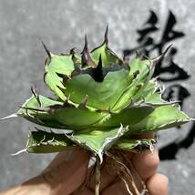 【龍園觀】①No.386 特選 アガベ 多肉植物 チタノタ ハデス Hades 黒帝斯 恐龍牙歯 強棘 極上大株 _画像7