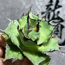 【龍園觀】①No.386 特選 アガベ 多肉植物 チタノタ ハデス Hades 黒帝斯 恐龍牙歯 強棘 極上大株 _画像6