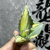 【龍園觀】①No.3130 特選 アガベ 多肉植物 フェロックス 黄中斑 縞斑 極上株 激レア！_画像2