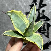 【龍園觀】①No.3131 特選 アガベ 多肉植物 フェロックス 黄覆輪 極上株 激レア！_画像1