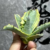 【龍園觀】①No.3131 特選 アガベ 多肉植物 フェロックス 黄覆輪 極上株 激レア！_画像4