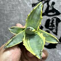 【龍園觀】①No.3131 特選 アガベ 多肉植物 フェロックス 黄覆輪 極上株 激レア！_画像8