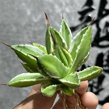 【龍園觀】① No.348 特選 アガベ 多肉植物 キュービック白覆輪 短葉 極上株_画像1