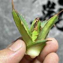 【龍園觀】①No.350 特選 アガベ 多肉植物 ホリダ錦 激レア！ 縞斑 極上株_画像7