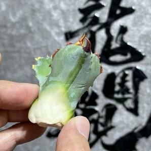 【龍園觀】①No.374 特選 アガベ 多肉植物 potatorum ‘Spawn' 超陽炎 極上子株 超希少！！の画像7