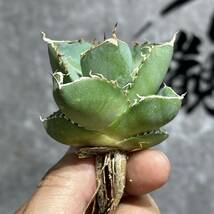 【龍園觀】① No.469 特選 アガベ 多肉植物 ジャガーノート 低厚葉 純血 'Juggernaut' pure blood 極上美株 激レア！_画像6