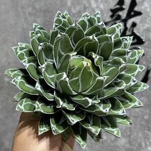 [ dragon ..]① No.A62 special selection [ limited amount ] agave succulent plant daruma.. snow . white stock finest quality stock . leaf lamp shape 