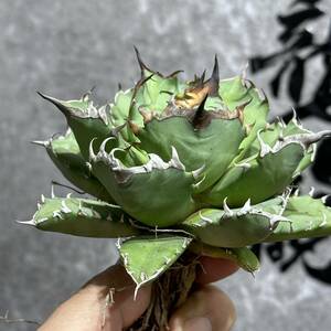 [ dragon ..]①No.164 special selection agave succulent plant chitanota.. dragon a little over . short leaf thickness leaf finest quality beautiful stock 