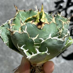 [ дракон ..]①No.189 специальный отбор агава суккулентное растение chitanota белый . чуть более . первоклассный АО 