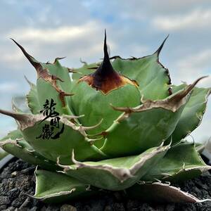 [ dragon ..]①No.132 special selection agave succulent plant chitanota.. a little over . finest quality stock ultra rare!