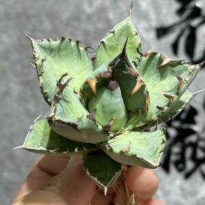 [ dragon ..]①No.163 special selection agave succulent plant chitanota.. a little over . finest quality stock ultra rare!