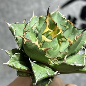 [ dragon ..]①No.174 special selection agave succulent plant chitanota. nail .. a little over . finest quality beautiful stock ultra rare!