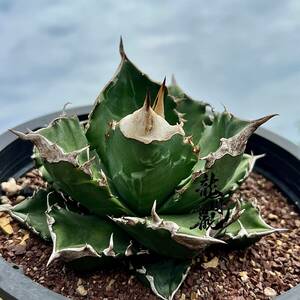 [ dragon ..]① No.168 special selection agave succulent plant chitanota white fire - white fire . a little over . finest quality beautiful stock 