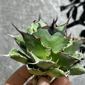 [ дракон ..]①No.169 специальный отбор агава суккулентное растение chitanota - tesHades чёрный ... дракон . зуб чуть более . первоклассный большой АО 