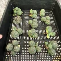 【龍園觀】①No.A39 多肉植物 塊根植物 Euphorbia obesa ユーフォルビア オベサ 群生株 12株_画像7
