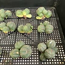 【龍園觀】①No.A39 多肉植物 塊根植物 Euphorbia obesa ユーフォルビア オベサ 群生株 12株_画像5