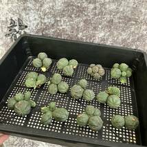 【龍園觀】①No.A39 多肉植物 塊根植物 Euphorbia obesa ユーフォルビア オベサ 群生株 12株_画像1