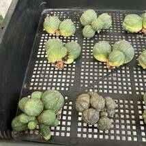 【龍園觀】①No.A39 多肉植物 塊根植物 Euphorbia obesa ユーフォルビア オベサ 群生株 12株_画像6