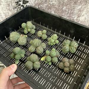 【龍園觀】①No.A36 多肉植物 塊根植物 Euphorbia obesa ユーフォルビア オベサ 群生株 10株