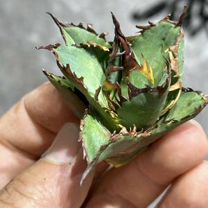 [ dragon ..]①No.221 special selection agave succulent plant chitanota red cat we zrugoli cat ' Red catweezle ' a little over . finest quality stock 