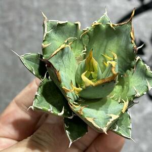 [ dragon ..]①No.264 special selection agave succulent plant chitanota. nail .. a little over . finest quality beautiful stock ultra rare!