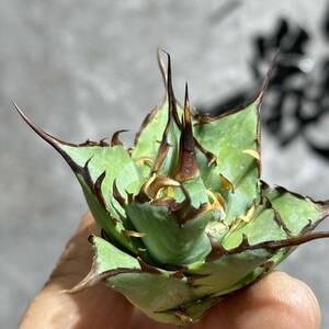 [ дракон ..]①No.238 специальный отбор агава суккулентное растение chitanota - tesHades чёрный ... дракон . зуб чуть более . первоклассный АО 
