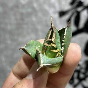 [ dragon ..]①No.220 special selection agave succulent plant chitanotaSAD south Africa diamond a little over . finest quality stock ultra rare!