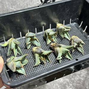 [ dragon ..]①No.290 special selection agave succulent plant chitanota sea . a little over . finest quality stock ultra rare! 8 stock 