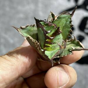 [ dragon ..]①No.323 special selection agave succulent plant chitanota red cat we zrugoli cat ' Red catweezle ' a little over . finest quality stock 