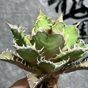 [ dragon ..]①No.384 special selection agave succulent plant chitanota red cat we zrugoli cat ' Red catweezle ' a little over . finest quality stock 