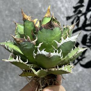 [ dragon ..]①No.385 special selection agave succulent plant chitanota red cat we zrugoli cat ' Red catweezle ' a little over . finest quality large stock 