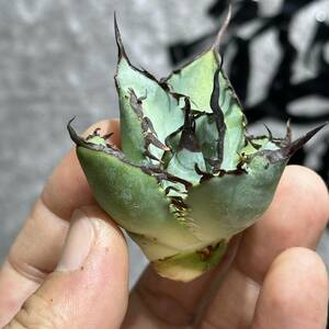 [ dragon ..]①No.326 special selection agave succulent plant chitanota.. a little over . finest quality stock ultra rare!