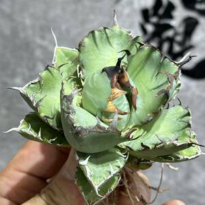 [ dragon ..]①No.376 special selection agave succulent plant chitanota.. a little over . finest quality stock ultra rare!