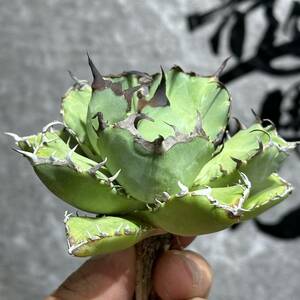 [ dragon ..]①No.377 special selection agave succulent plant chitanota.. a little over . finest quality stock ultra rare!