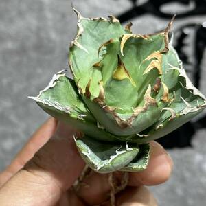 [ dragon ..]①No.353 special selection agave succulent plant chitanota. crab a little over . finest quality stock 