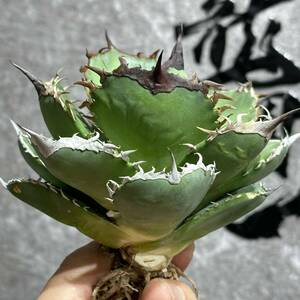 [ dragon ..]①No.38 special selection agave succulent plant chitanota. fish . a little over . finest quality beautiful stock ultra rare! large stock 