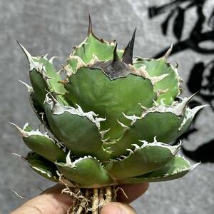 [ dragon ..]①No.39 special selection agave succulent plant chitanota. fish . a little over . finest quality beautiful stock ultra rare! large stock 