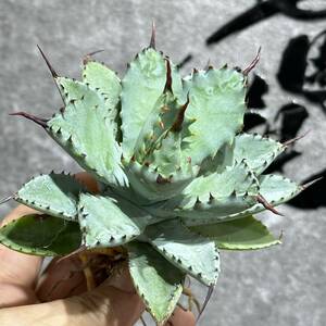 [ dragon ..]①No.3102 special selection agave succulent plant ... god super .. finest quality stock 