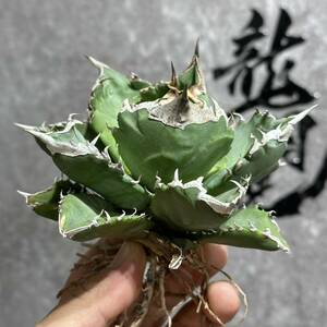 [ dragon ..]① No. 31 special selection agave succulent plant chitanota white fire - white fire . a little over . finest quality beautiful stock large stock 