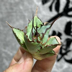 [ dragon ..]①No.338 special selection agave succulent plant chitanota is tesHades black ... dragon . tooth a little over . finest quality stock 