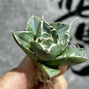 [ dragon ..]①No.352 special selection agave succulent plant chitanotaSAD south Africa diamond a little over . finest quality stock ultra rare!