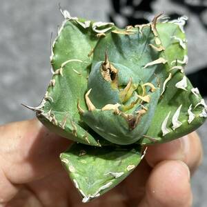 [ dragon ..]①No.351 special selection agave succulent plant chitanota. circle .. super a little over . finest quality stock ultra rare!