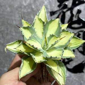 [ dragon ..]No.3101 special selection agave succulent plant .... ultra rare! yellow middle . finest quality stock 