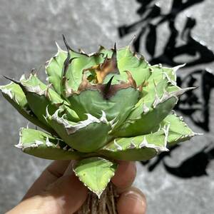 [ dragon ..]①No.33 special selection agave succulent plant chitanota.. dragon a little over . short leaf thickness leaf finest quality beautiful stock 